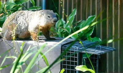 image of Woodchuck on Trap